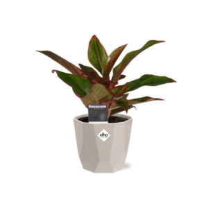 Aglaonema Crete in ELHO b.for rock 14 cm warm grey