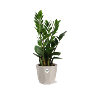 Zamioculcas – Hoogte 45-50 in ELHO b.for rock 14 cm warm grey