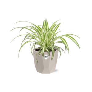 Chlorophytum Comosum Variegatum in ELHO b.for rock 14 cm warm grey