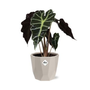Alocasia ‘Polly’ in ELHO b.for rock 14 cm warm grey