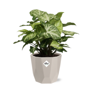 Syngonium Arrow in ELHO b.for rock 14 cm warm grey