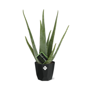 Aloe Vera 12cm in 14cm b.for rock living black