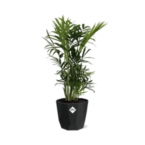 Chamaedorea Elegans in 14cm b.for rock living black