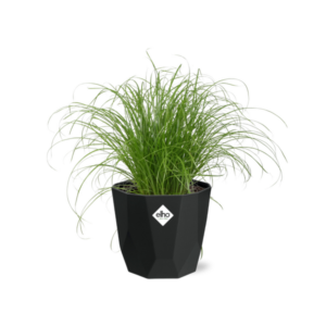Cyperus Alternifolius Zumula in 14cm b.for rock living black