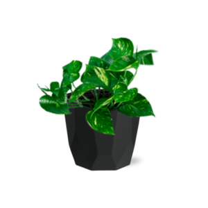 Epipremnum Pinnatum ‘Aureum’ in 14cm b.for rock living black