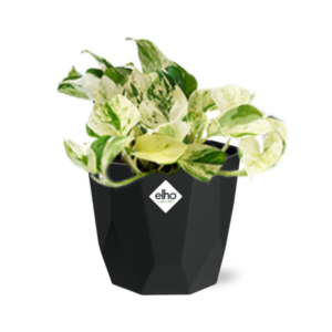 Epipremnum Pinnatum Happy Leaf in 14cm b.for rock living black