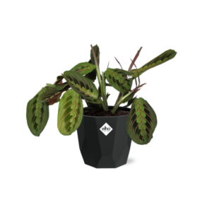 Maranta Leuconeura ‘Fascinator’ Tricolor in 14cm b.for rock living black