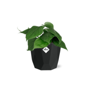 Philodendron Scandens in 14cm b.for rock living black