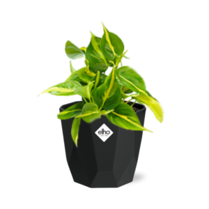 Philodendron Scandens ‘Brasil’ in 14cm b.for rock living black
