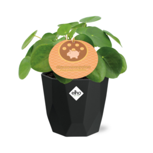 Pilea Peperomioides 12cm in 14cm b.for rock living black