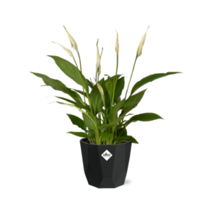 Spathiphyllum 12 Cm Torelli in 14cm b.for rock living black