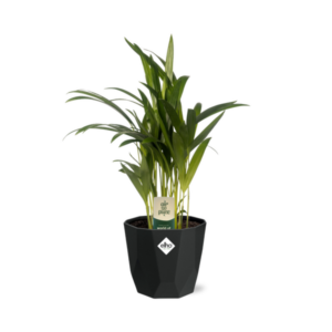 Dypsis Lutescens (Areca) 12cm in 14cm b.for rock living black