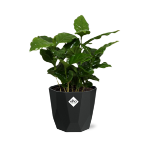 Coffea Arabica in 14cm b.for rock living black