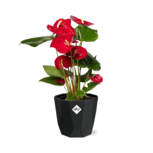 Anthurium Red 12cm in 14cm b.for rock living black