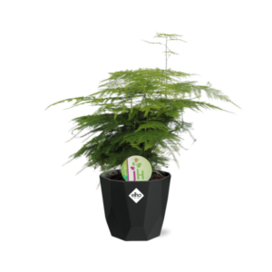 Asparagus ‘Plumosus’ in 14cm b.for rock living black
