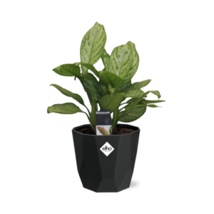 Aglaonema Christina in 14cm b.for rock living black