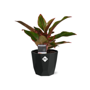 Aglaonema Crete in 14cm b.for rock living black