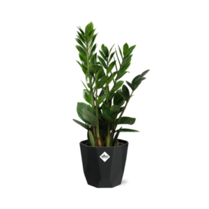Zamioculcas – Hoogte 45-50 in 14cm b.for rock living black