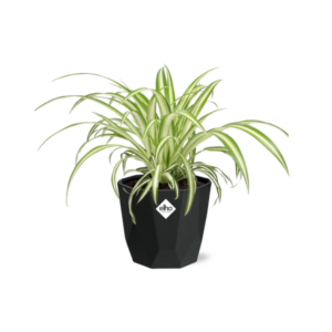 Chlorophytum Comosum Variegatum in 14cm b.for rock living black