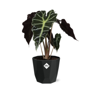 Alocasia ‘Polly’ in 14cm b.for rock living black