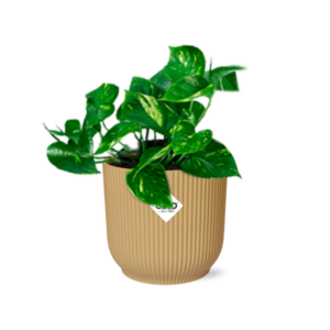 Epipremnum Pinnatum ‘Aureum’ in ELHO Vibes Fold 14cm geel