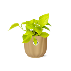 Epipremnum Pinnatum ‘Golden Pothos’ in ELHO Vibes Fold 14cm geel
