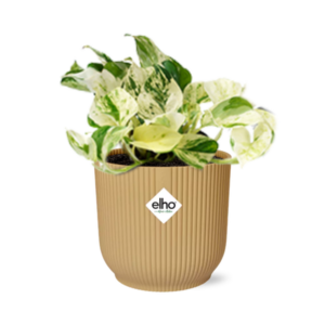 Epipremnum Pinnatum Happy Leaf in ELHO Vibes Fold 14cm geel