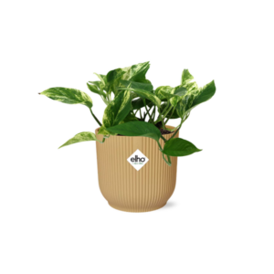 Scindapsus (Epipremnum) Marble Queen in ELHO Vibes Fold 14cm geel