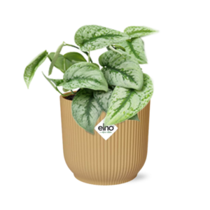 Scindapsus Pictus ‘Trebie’ in ELHO Vibes Fold 14cm geel