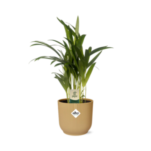 Dypsis Lutescens (Areca) 12cm in ELHO Vibes Fold 14cm geel
