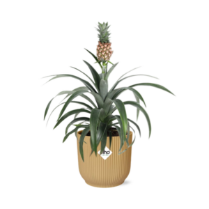 Ananas Mi Amigo in ELHO Vibes Fold 14cm geel