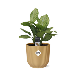 Aglaonema Christina in ELHO Vibes Fold 14cm geel
