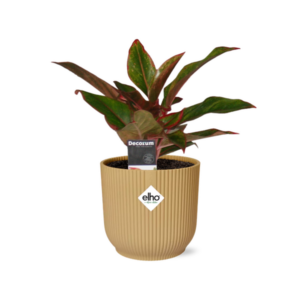 Aglaonema Crete in ELHO Vibes Fold 14cm geel