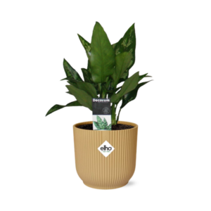 Aglaonema Maria in ELHO Vibes Fold 14cm geel