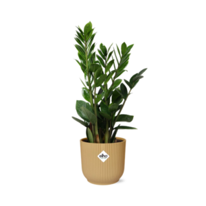 Zamioculcas – Hoogte 45-50 in ELHO Vibes Fold 14cm geel