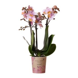 Kolibri Orchids | Roze phalaenopsis orchidee potmaat Ø9cm | Andorra | bloeiende kamerplant - vers van de kweker