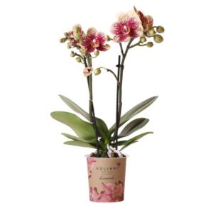 Kolibri Orchids | Geel rode phalaenopsis orchidee potmaat Ø9cm | Spain | bloeiende kamerplant - vers van de kweker