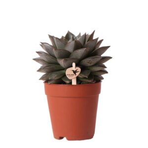 Kolibri Greens | Groene plant - Succulent Echeveria Purpusorum - potmaat Ø9cm - groene kamerplant - vers van de kweker