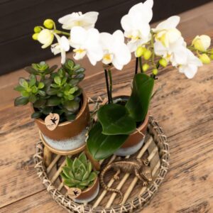 Kolibri Greens | Groene plant - Succulent Crassula Minor potmaat Ø6cm | groene kamerplant - vers van de kweker