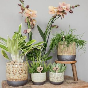 Kolibri Greens | Groene plant - Succulent Echeveria Miranda potmaat Ø6cm | groene kamerplant - vers van de kweker