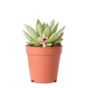 Kolibri Greens | Groene plant - Succulent Echeveria Miranda | groene kamerplant - vers van de kweker - Ø9cm