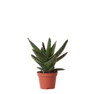 Kolibri Greens | Groene plant - Succulent Aloë Brevifolia potmaat Ø6cm | groene kamerplant - vers van de kweker