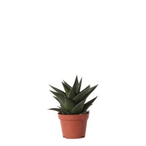 Kolibri Greens | Groene plant - Succulent Haworthia Limifolia potmaat Ø6cm | groene kamerplant - vers van de kweker