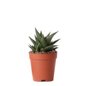Kolibri Greens | Groene plant - Succulent Haworthia Limifolia potmaat Ø9cm | groene kamerplant - vers van de kweker