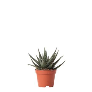 Kolibri Greens | Groene plant - Succulent Haworthia Royal Highnness potmaat Ø6cm | groene kamerplant - vers van de kweker