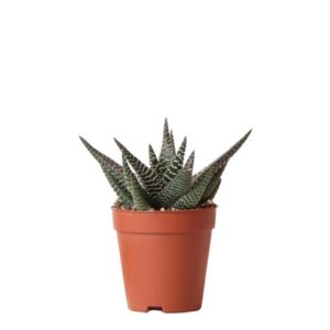 Kolibri Greens | Groene plant - Succulent Haworthia Royal Highnness potmaat Ø9cm | groene kamerplant - vers van de kweker