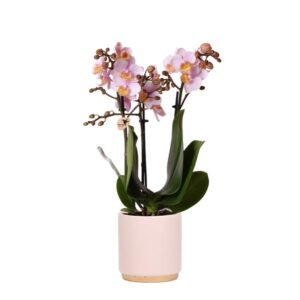 Kolibri Orchids | Roze Phalaenopsis orchidee – Andorra + Gold foot sierpot roze – potmaat Ø9cm | bloeiende kamerplant in bloempot - vers van de kweker