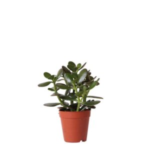 Kolibri Greens | Groene plant - Succulent Crassula Ovata potmaat Ø9cm | groene kamerplant - vers van de kweker - Ø9cm