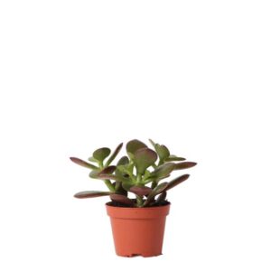 Kolibri Greens | Groene plant - Succulent Crassula Ovata - groene kamerplant - vers van de kweker - Ø6cm