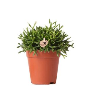 Kolibri Greens | Groene plant - Rhipsalis Baccifera - groene kamerplant - vers van de kweker - Ø9cm